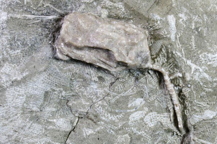 Fossil Crinoid (Dizygocrinus) - Missouri #157187